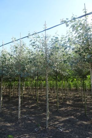 Populus-alba-ho-14-16-18