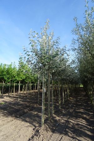 Populus-alba-ho-14-16-18