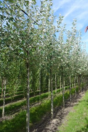 Populus-alba-ho-14-18