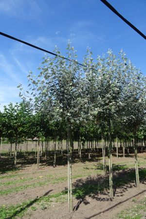 Populus-alba-ho-16-20