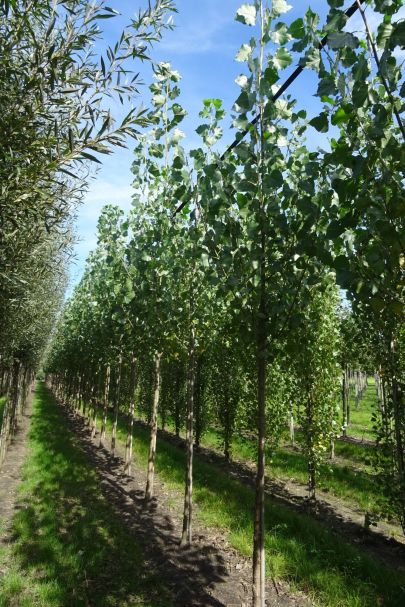 Populus canadensis 'Robusta' HO