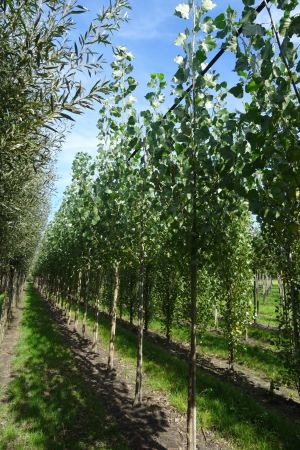Populus-c-Robusta-ho-12-16