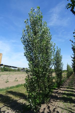 Populus-n-Italica-geveerd-16-20
