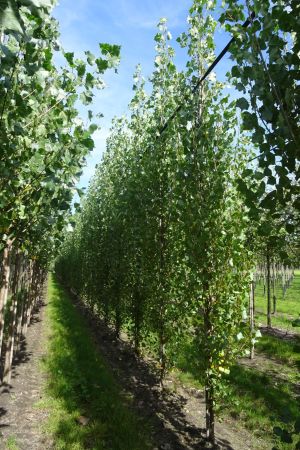 Populus-n.-Italica-geveerd-12-16