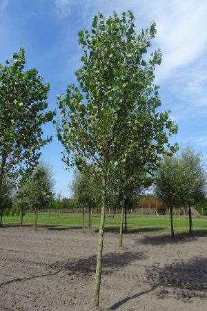 Populus-nigra-ho-18-20-25