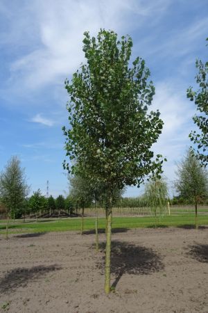 Populus-nigra-ho-20-25-30