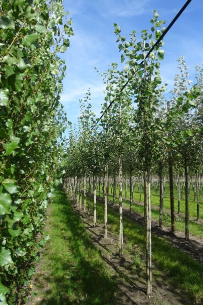 Populus tremula HO