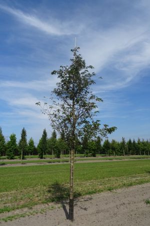 Prunus-Accolade-ho-18-20-25