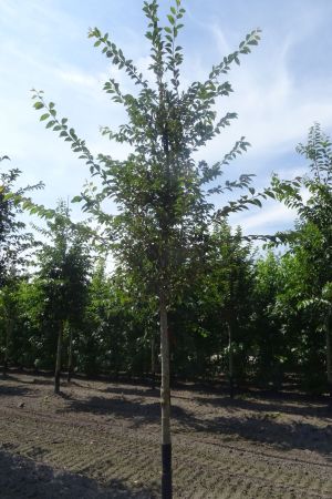 Prunus-Accolade-ho-18-20-25