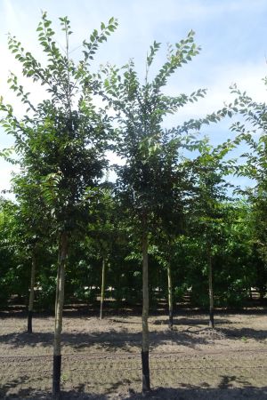 Prunus-Accolade-ho-18-20-25