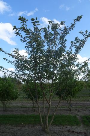 Prunus-Accolade-meerstam-400-450