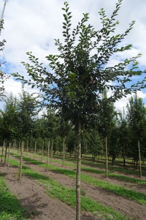Prunus-Accolade-ho-18-25-2