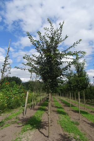 Prunus-Accolade-ho-18-25