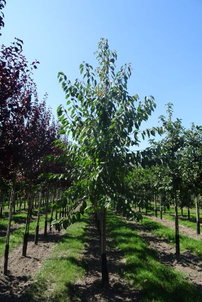 Prunus avium HO