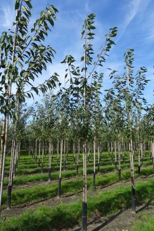 Prunus-avium-ho-12-16