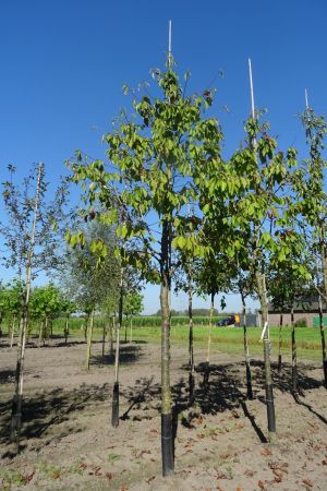 Prunus-Kordia-ho-18-20-25