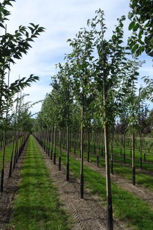 Prunus-a-Landscape-Bloom-ho-14-18