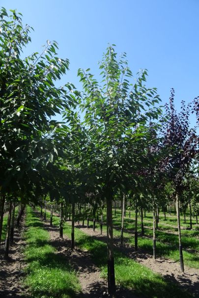 Prunus avium 'Plena' HO