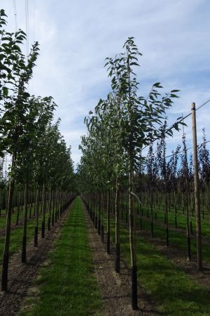 1_Prunus-a-Plena-ho-12-16