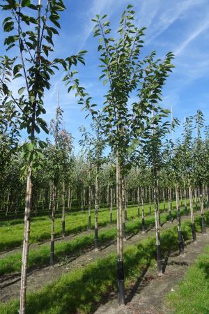 Prunus-a-Plena-ho-12-16