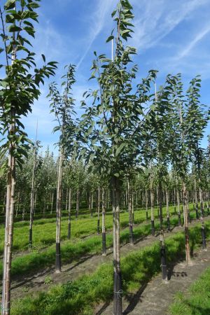 Prunus-a-Plena-ho-14-18