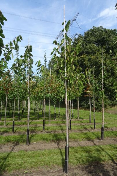 Prunus avium 'Regina' HO