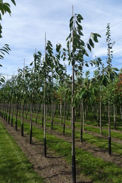Prunus avium 'Sunburst' HO