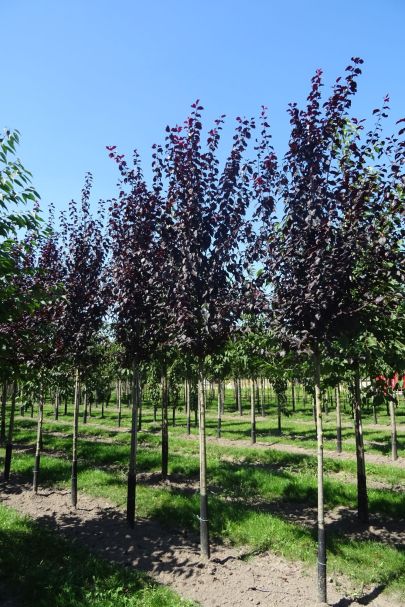 Prunus cerasifera 'Nigra' HO