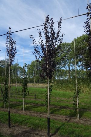 Prunus-c-Nigra-ho-10-14