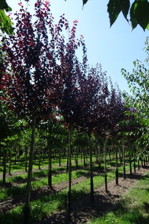 Prunus-c-Nigra-ho-12-16