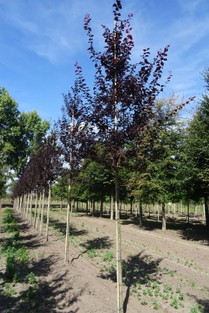 Prunus-c-Nigra-ho-14-18-2