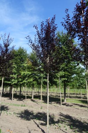 Prunus-c-Nigra-ho-14-18