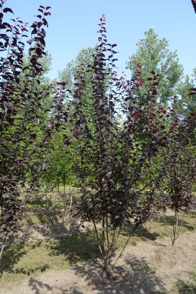 Prunus cerasifera 'Nigra' MRSTAM