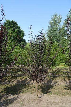 Prunus-c-Nigra-meerstam-200-250