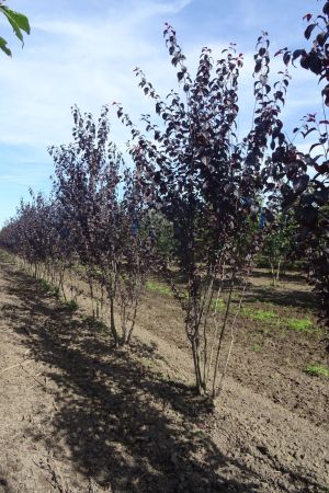 Prunus-c-Nigra-meerstam-250-300-2