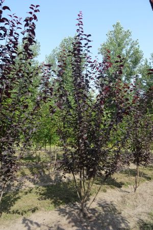 Prunus-c-Nigra-meerstam-250-300