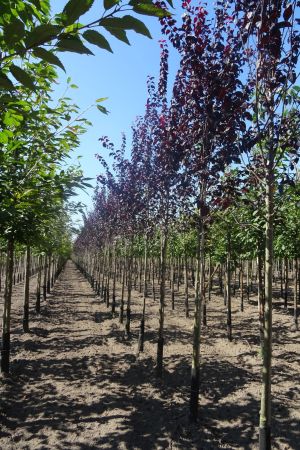 Prunus-c-Nigra-ho-12-14