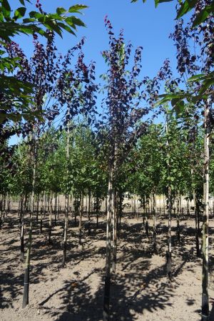 Prunus-c-Nigra-ho-12-14