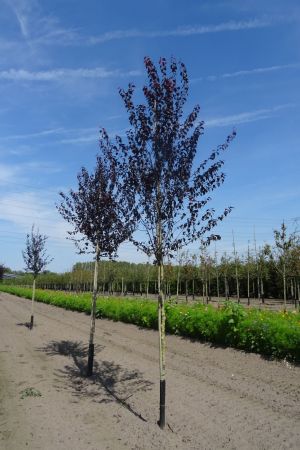 Prunus-c-Nigra-ho-14-16-18