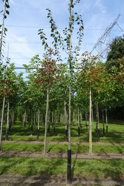 Prunus domestica 'Opal' HO