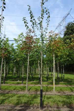Prunus-Opal-ho-10-14