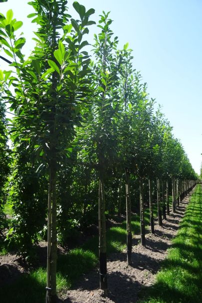 Prunus laurocerasus 'Novita' HO