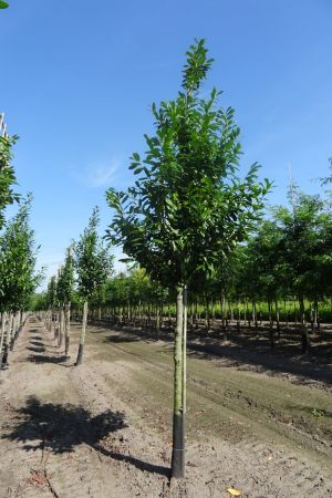 Prunus-Novita-18-20-25-ho