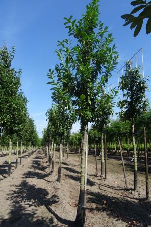 Prunus-Novita-ho-18-20-25