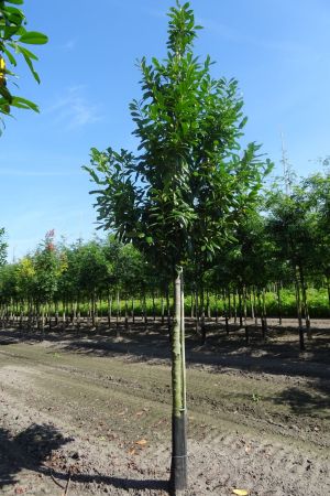 Prunus-Novita-ho-20-25-30