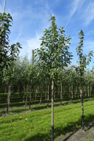 Prunus-padus-ho-12-16