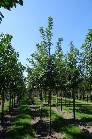 Prunus-padus-ho-14-18-2