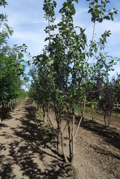 Prunus padus MRSTAM