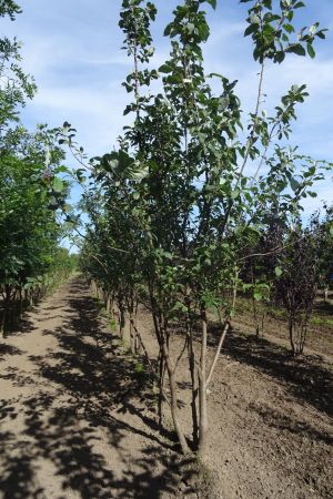 Prunus-padus-meerstam-300-350