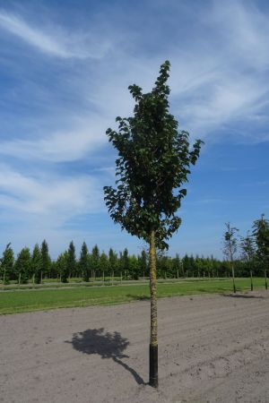 Prunus-s-Rancho-ho-18-20-25